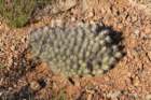 echinocereusmaritimus_small.jpg