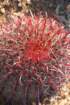 ferocactusgracilis2_small.jpg