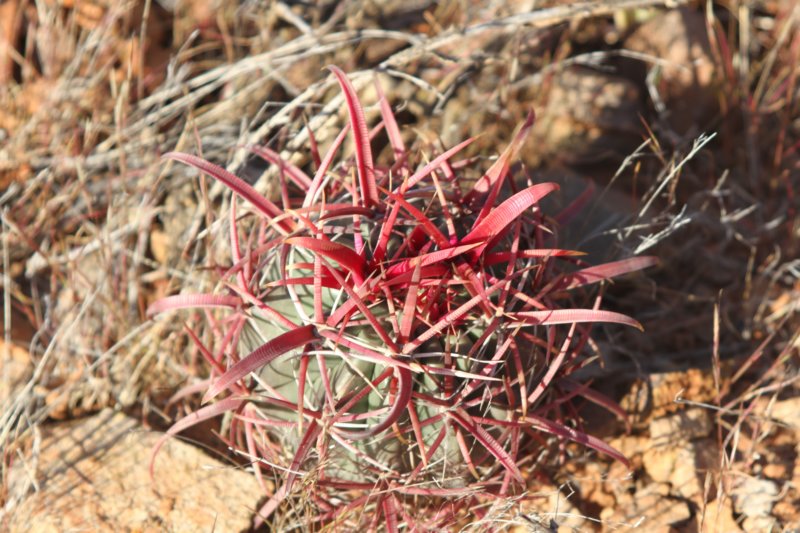 ferocactusgracilis3.jpg
