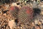 ferocactusgracilis_small.jpg