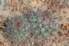 ferocactusfordii4_small.jpg