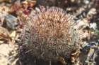 mammillariahutchisoniana_small.jpg