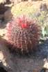 ferocactusgracilis3_small.jpg