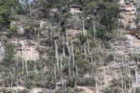 cephalocereusneodawsoniaalbicephalium_small.jpg