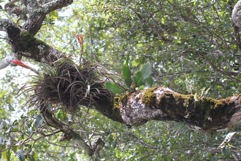 epiphyllumcrenatum.jpg