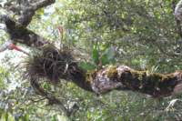 epiphyllumcrenatum_small.jpg