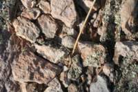 mammillariatheresae3_small.jpg