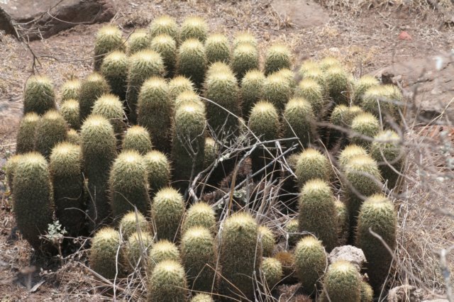 corphanthaerecta.jpg