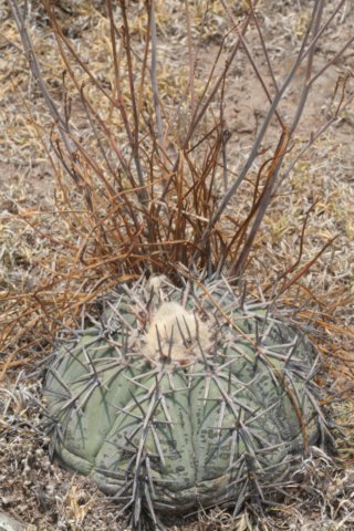 echinocactushorizonthalonius2.jpg