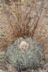 echinocactushorizonthalonius2_small.jpg