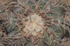 echinocactushorizonthalonius_small.jpg