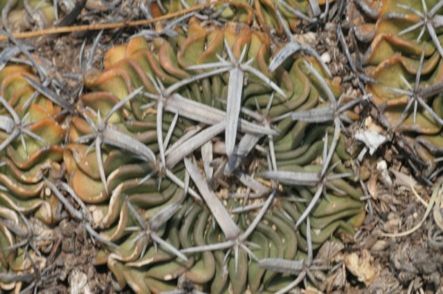 echinofossulocactuscrispatus.jpg