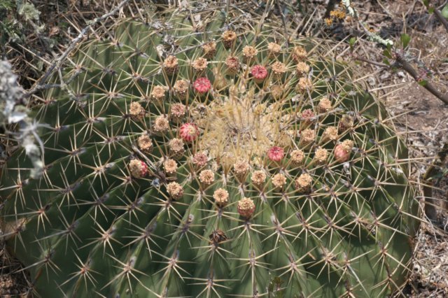 ferocactushistrix.jpg
