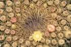 ferocactushistrix2_small.jpg
