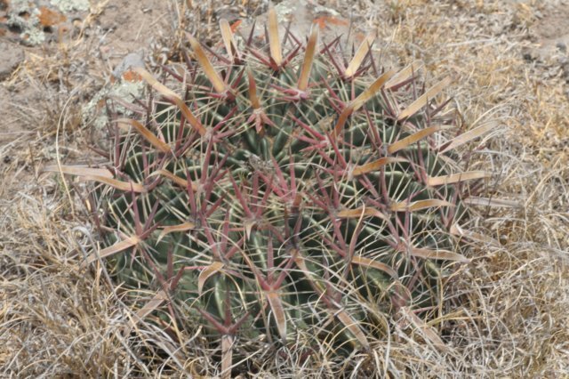 ferocactuslatispinus.jpg