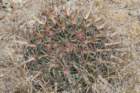 ferocactuslatispinus_small.jpg