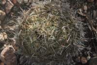 coryphanthacornifera2_small.jpg