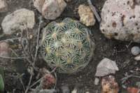 coryphanthacornifera_small.jpg