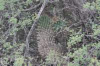 coryphanthaoctacantha2_small.jpg