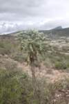 cylindropuntiaimbricata_small.jpg