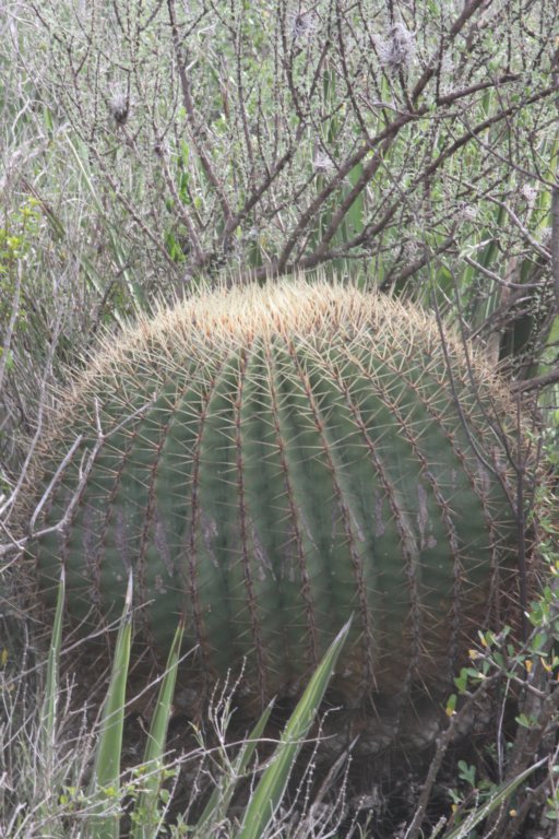 echinocactusplatyacantha.jpg