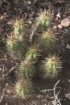 echinocereuscinerescens_small.jpg
