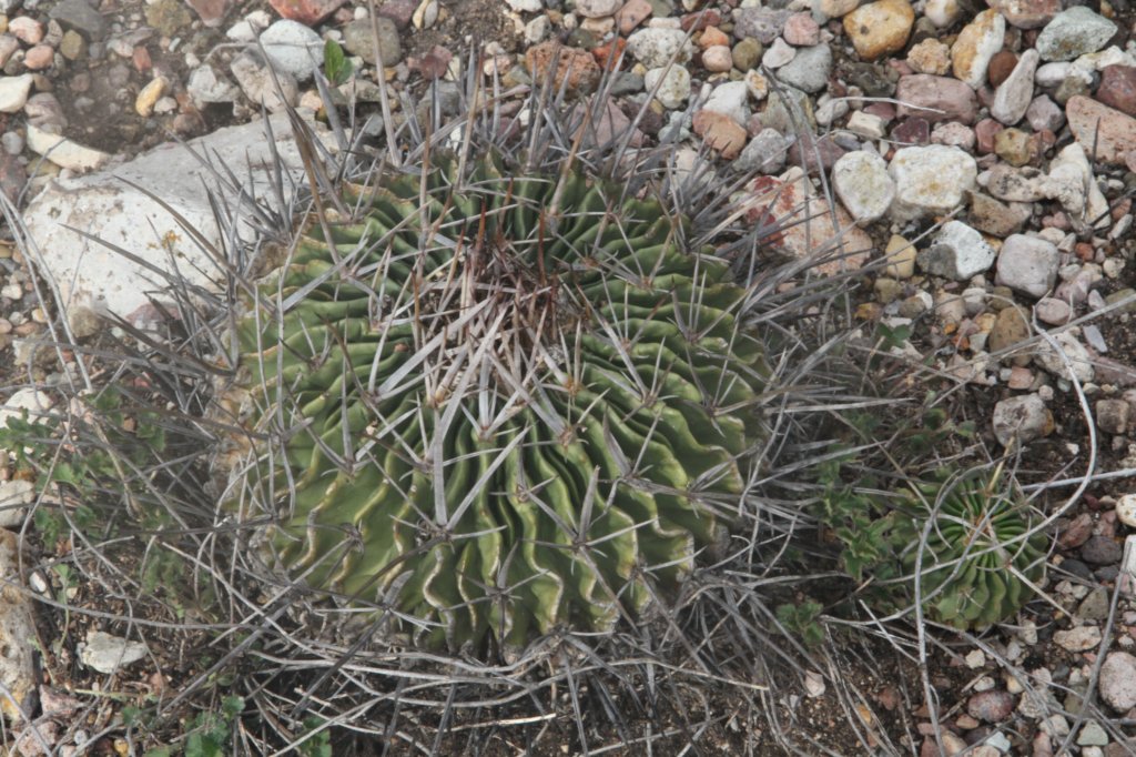 echinofossulocactuslamellosus.jpg
