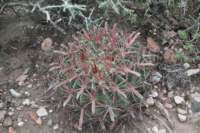 ferocactuslatispinus_small.jpg