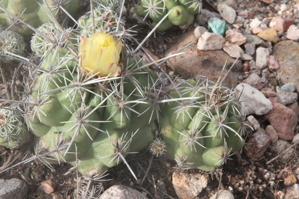 thelocactusleucanthus.jpg