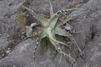 agavexylonacantha_small.jpg