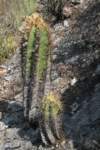 astrophytumornatum_small.jpg