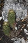 coryphanthaoctacantha_small.jpg