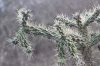 cylindropuntiaimbricata_small.jpg
