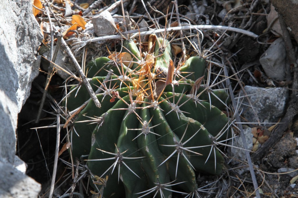 ferocactusflavovirens.jpg
