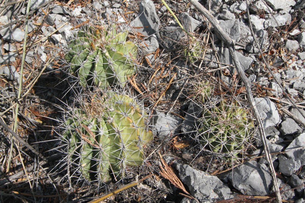 ferocactusflavovirens2.jpg