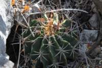 ferocactusflavovirens_small.jpg