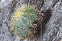 ferocactusglaucescens2_small.jpg