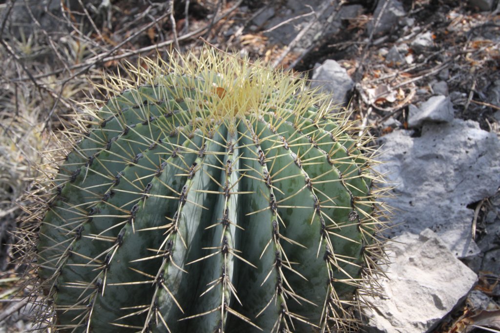 ferocactusglaucescens3.jpg