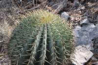 ferocactusglaucescens3_small.jpg