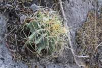 ferocactusglaucescens_small.jpg