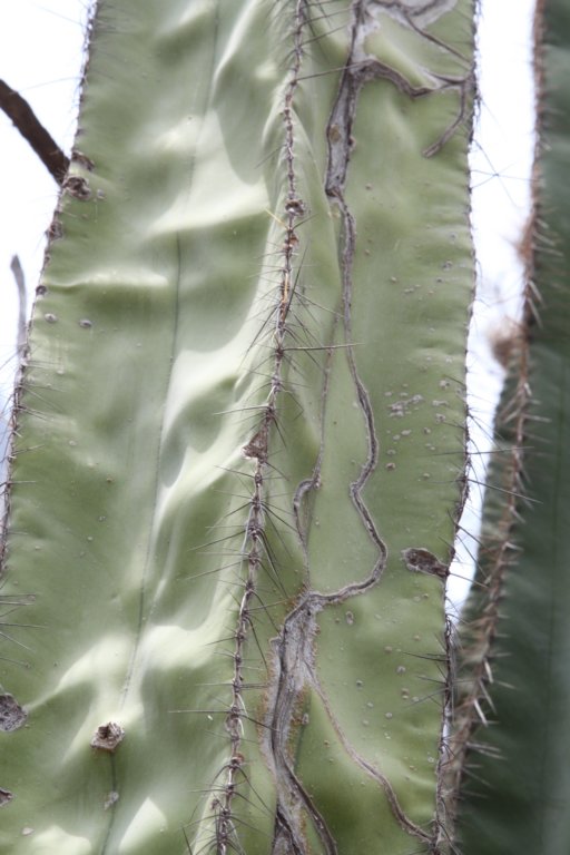 lophocereusmarginatus.jpg