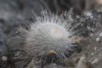 mammillariagemnispina3_small.jpg