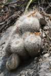 mammillariagemnispina4_small.jpg
