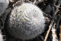 mammillariagemnispina_small.jpg