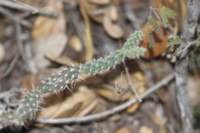 opuntiapubescens_small.jpg