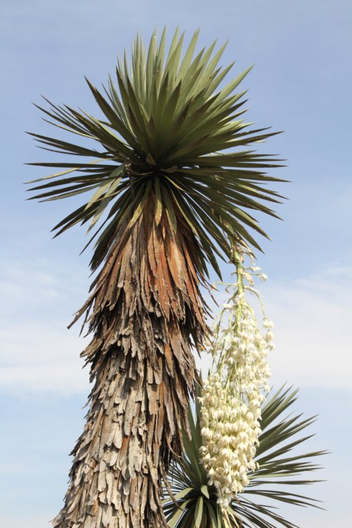 yucca.jpg