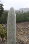 cephalocereussenilis_small.jpg