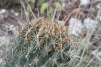 coryphanthaoctacantha_small.jpg