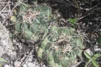 coryphanthaottonisfmabussleri_small.jpg