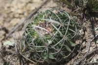 echinofossulocactusphyllacanthus3_small.jpg